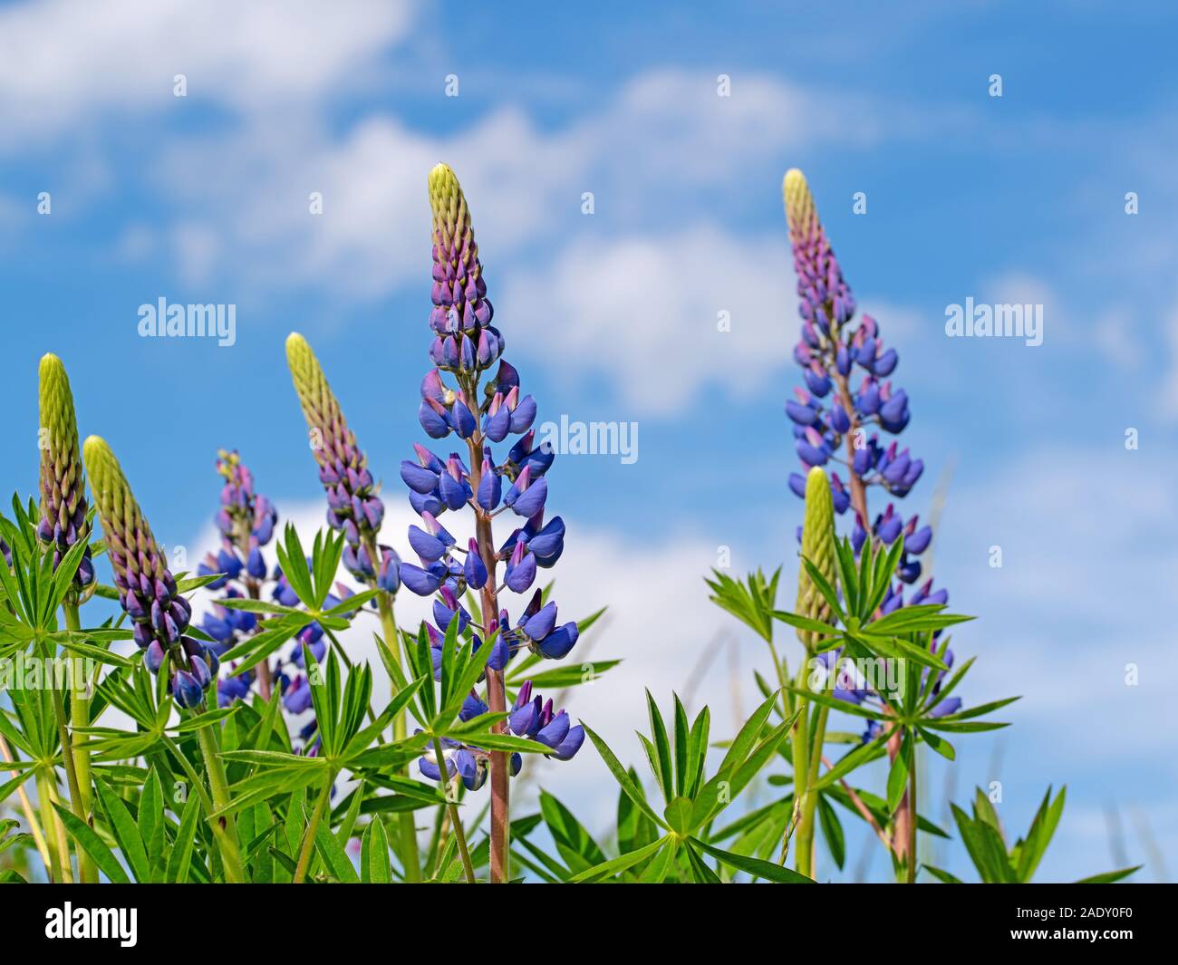 Blooming lupins against blue sky in the meadow Stock Photo