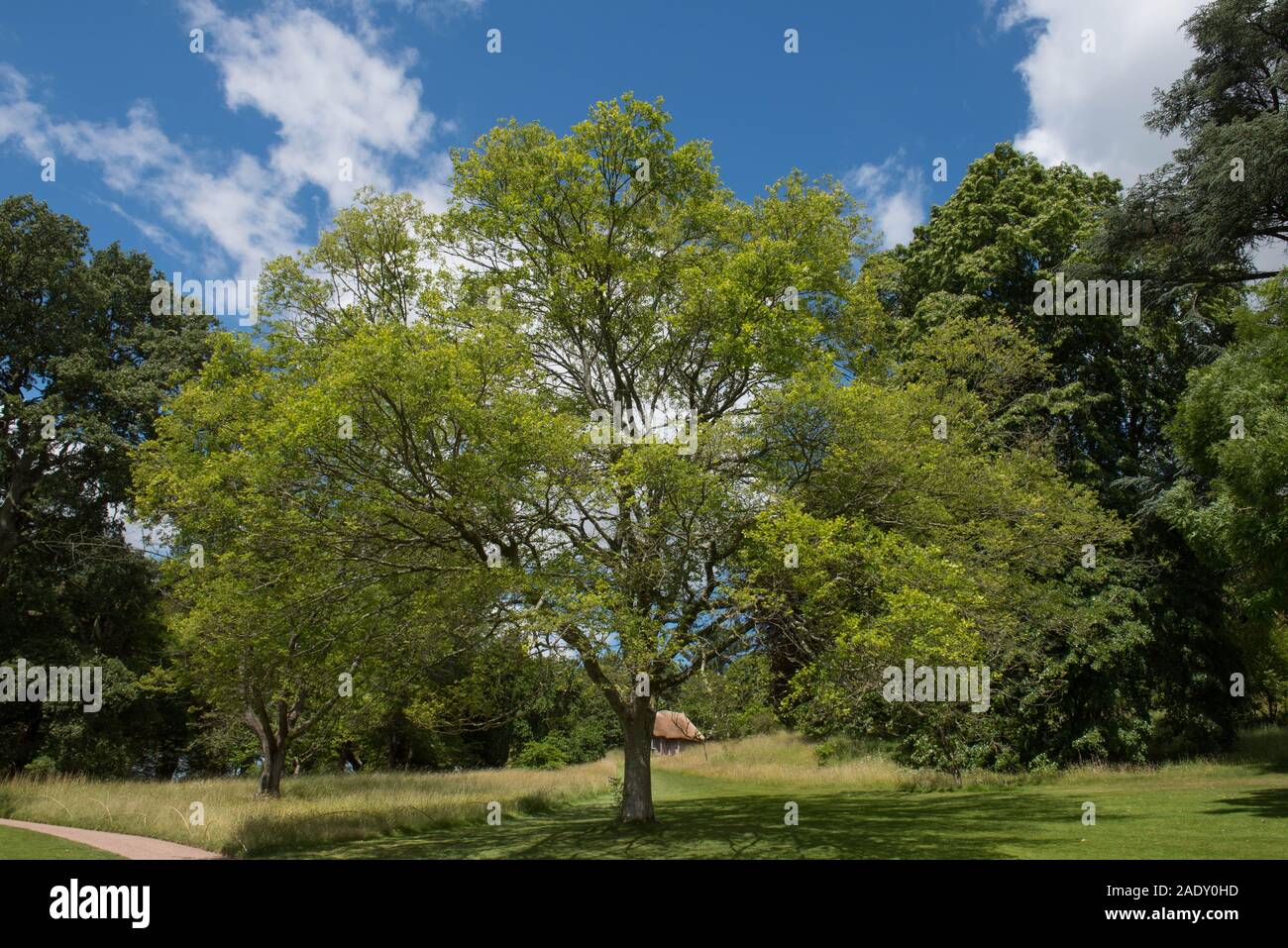 Summer Foliage of a Hybrid Deciduous Cut Leaf Zelkova Tree (Zelkova x