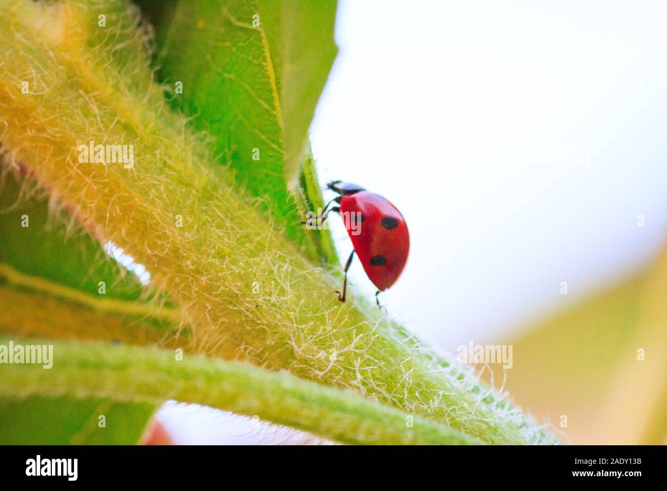 Macro of ladybug on a blade of grass in the morning sun Ladybug - bug. Natural insecticide that destroys pests of crops. A closeup of a ladybug. Stock Photo