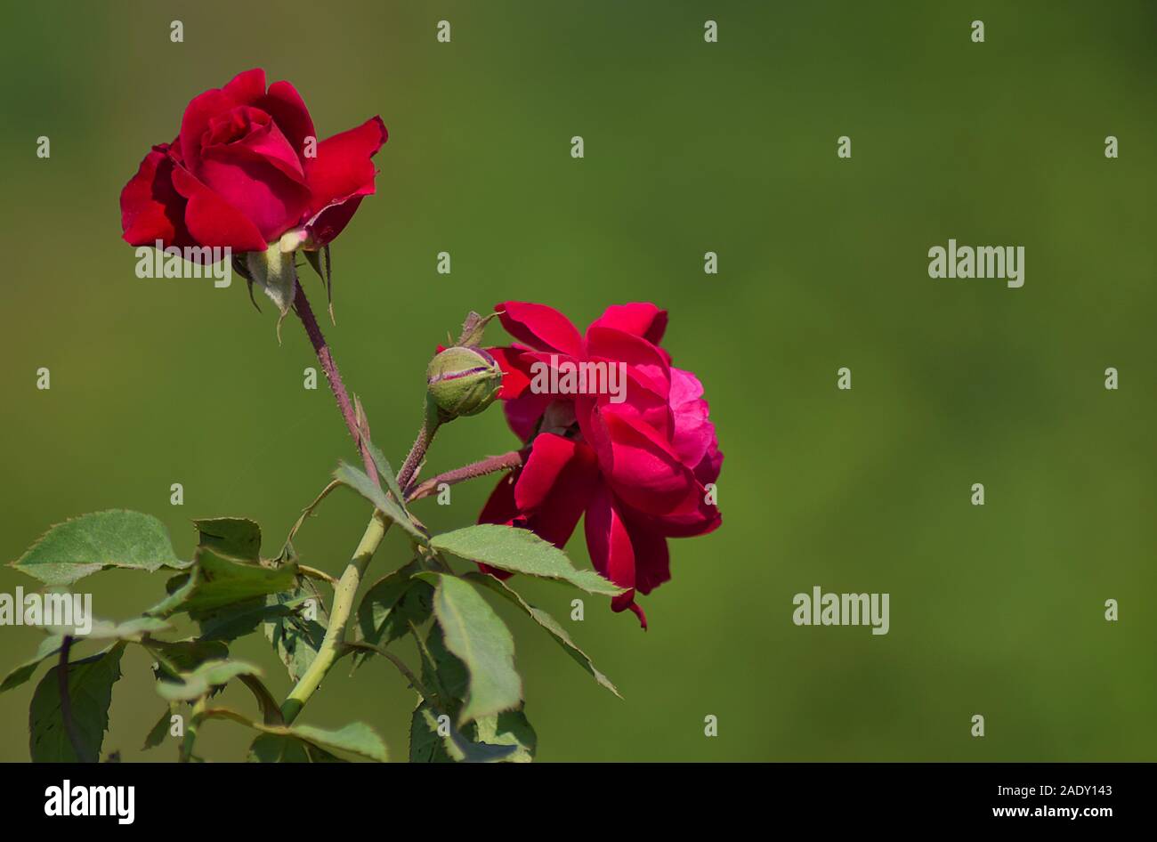 Beautiful Flowers In My Home Garden, From Pakistan Stock Photo