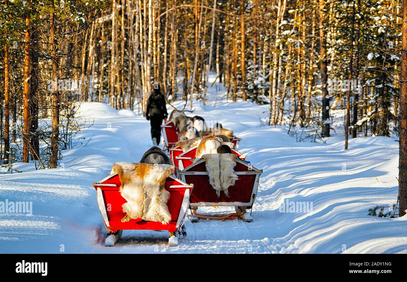 Reindeer sleigh caravan safari with people forest Lapland Northern Finland reflex Stock Photo