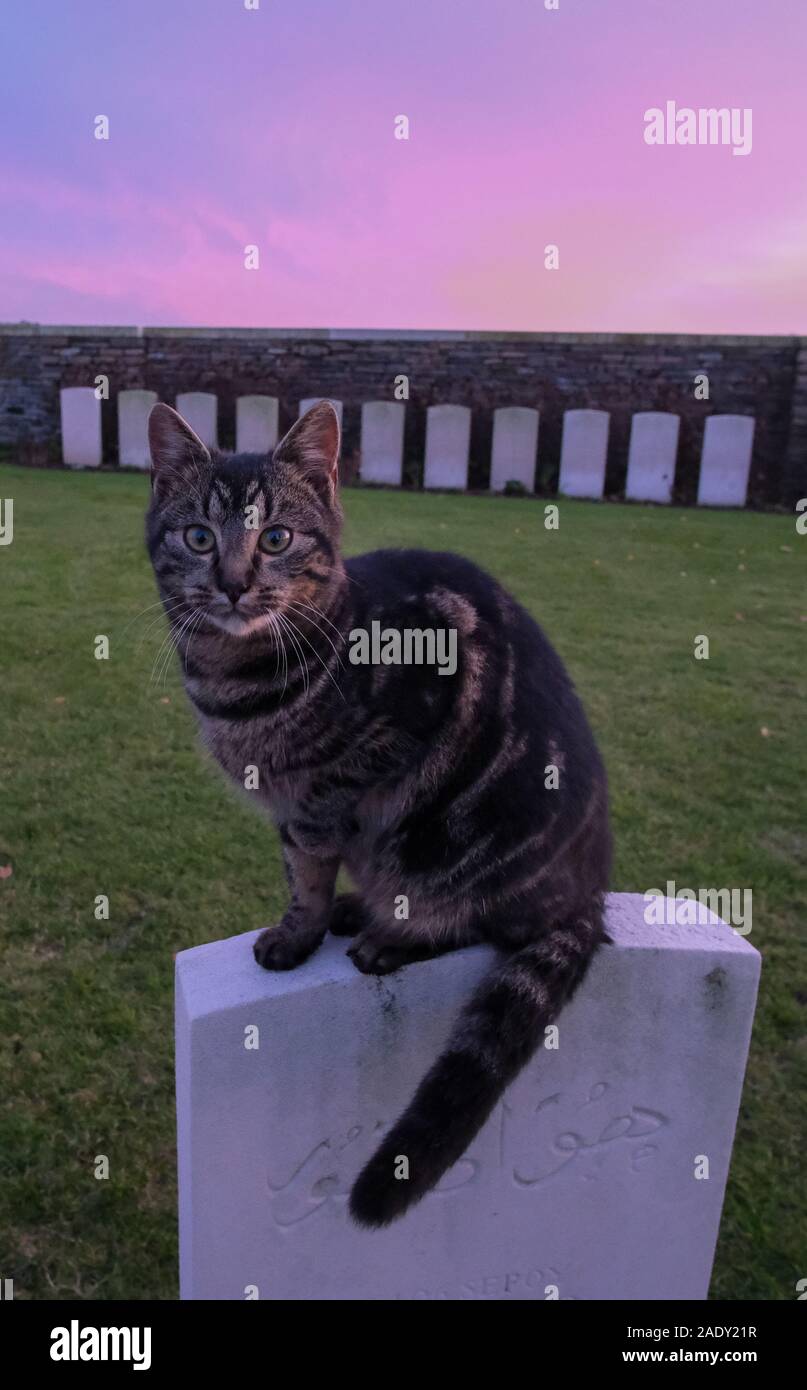 Cat Graves Stock Photos & Cat Graves Stock Images Alamy