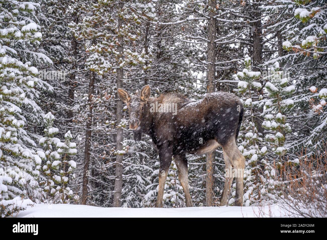 Baby Moose A Young Calf Alces Alces Standing In Snow In A Winter Forest In Jasper National Park Alberta Canada Stock Photo Alamy