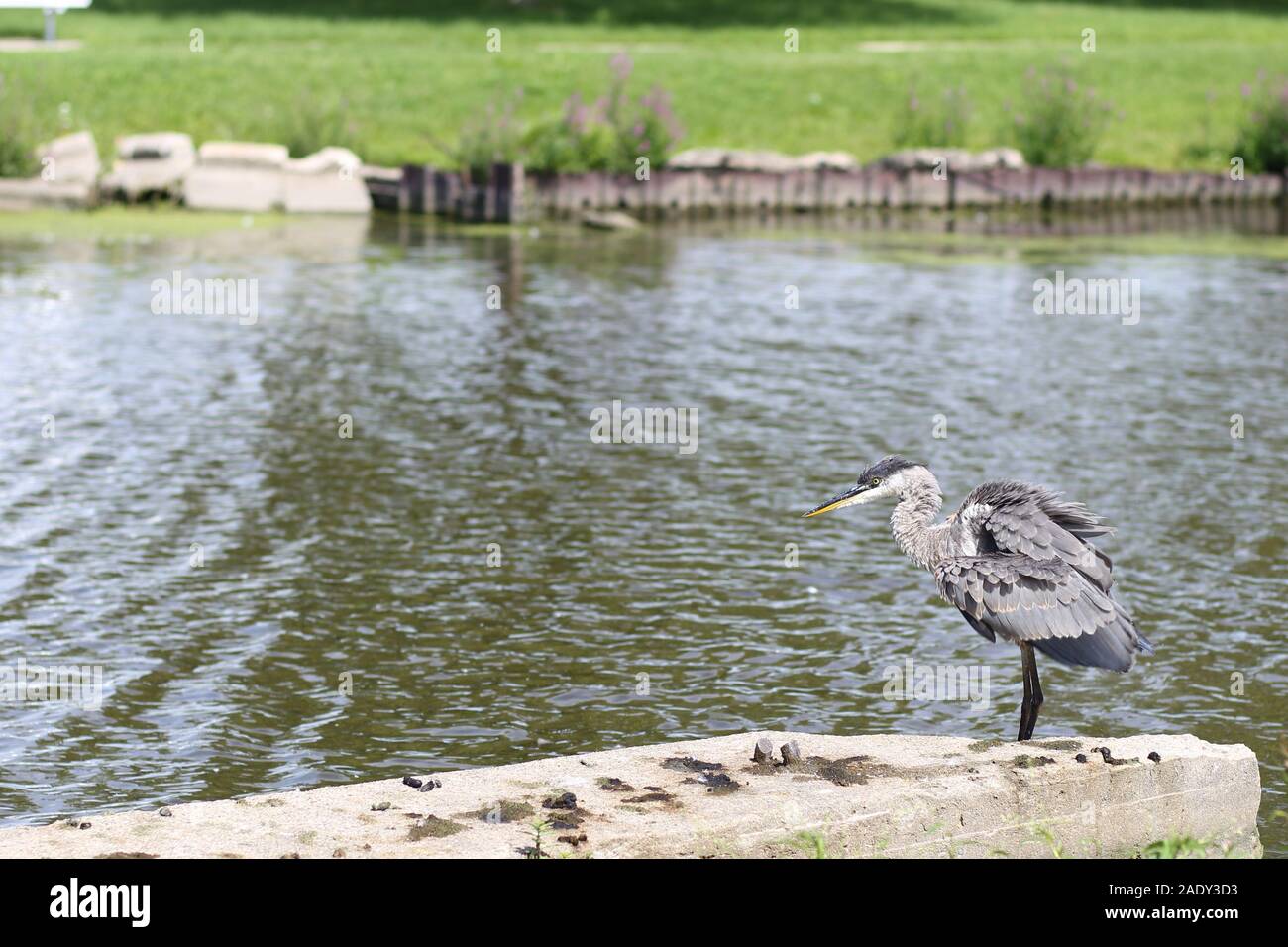 A great blue heron standing next to a large concrete slab on the shore of a river in a park Stock Photo