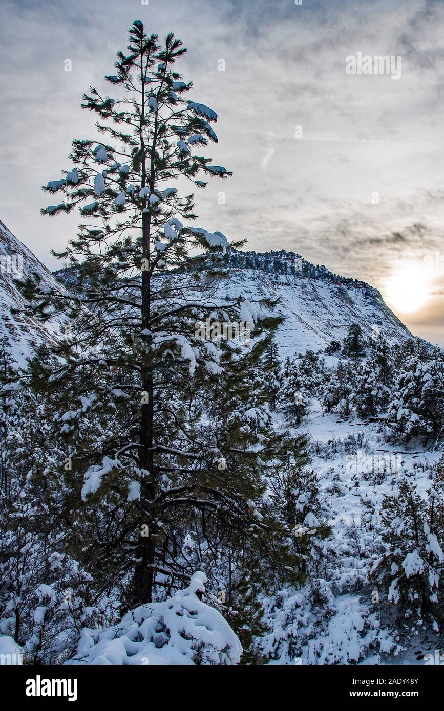 Checkerboard formation hi-res stock photography and images - Alamy