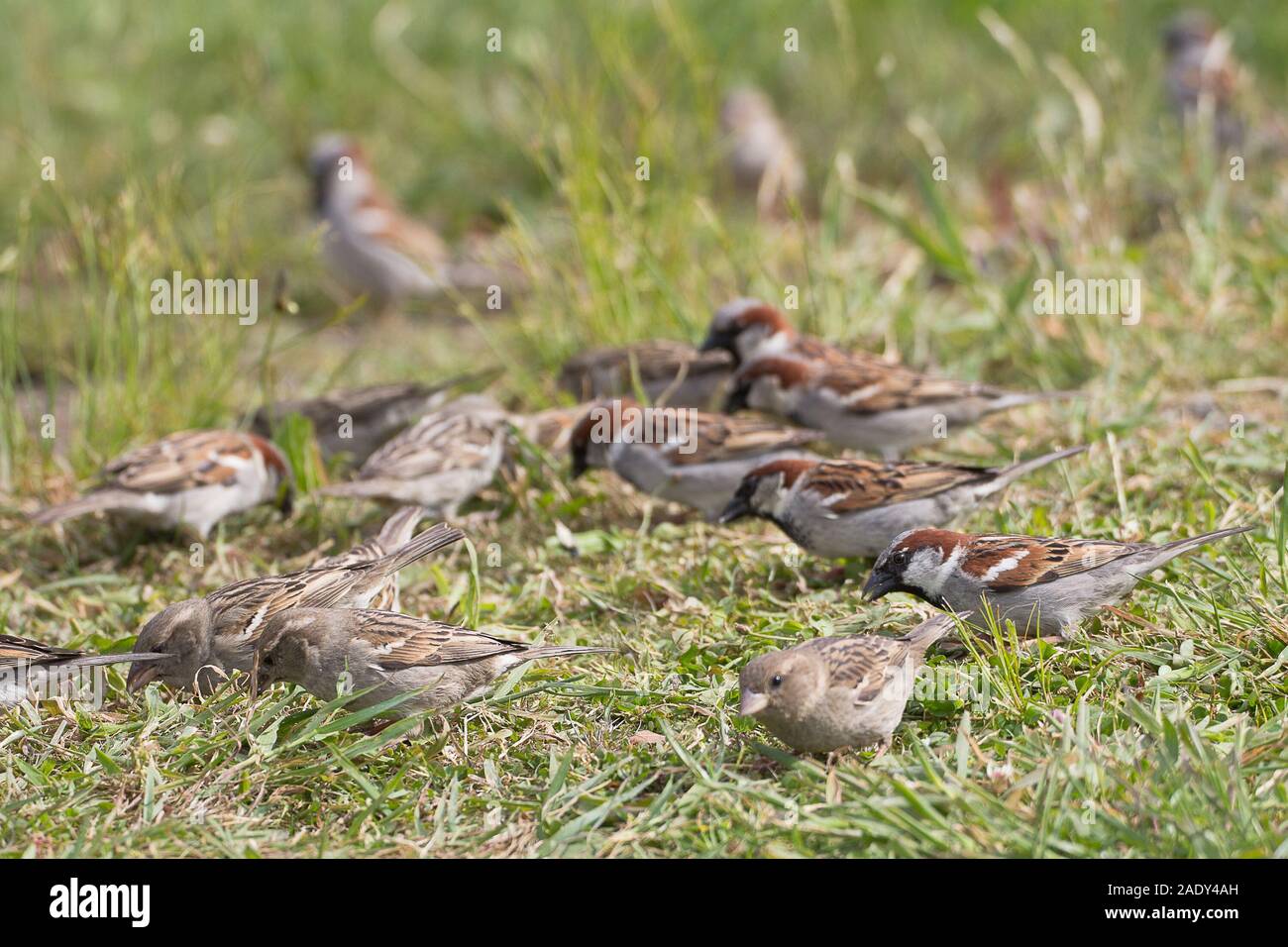 Gang of boisterous sparrows searching for seeds in the grass. #1 Stock Photo