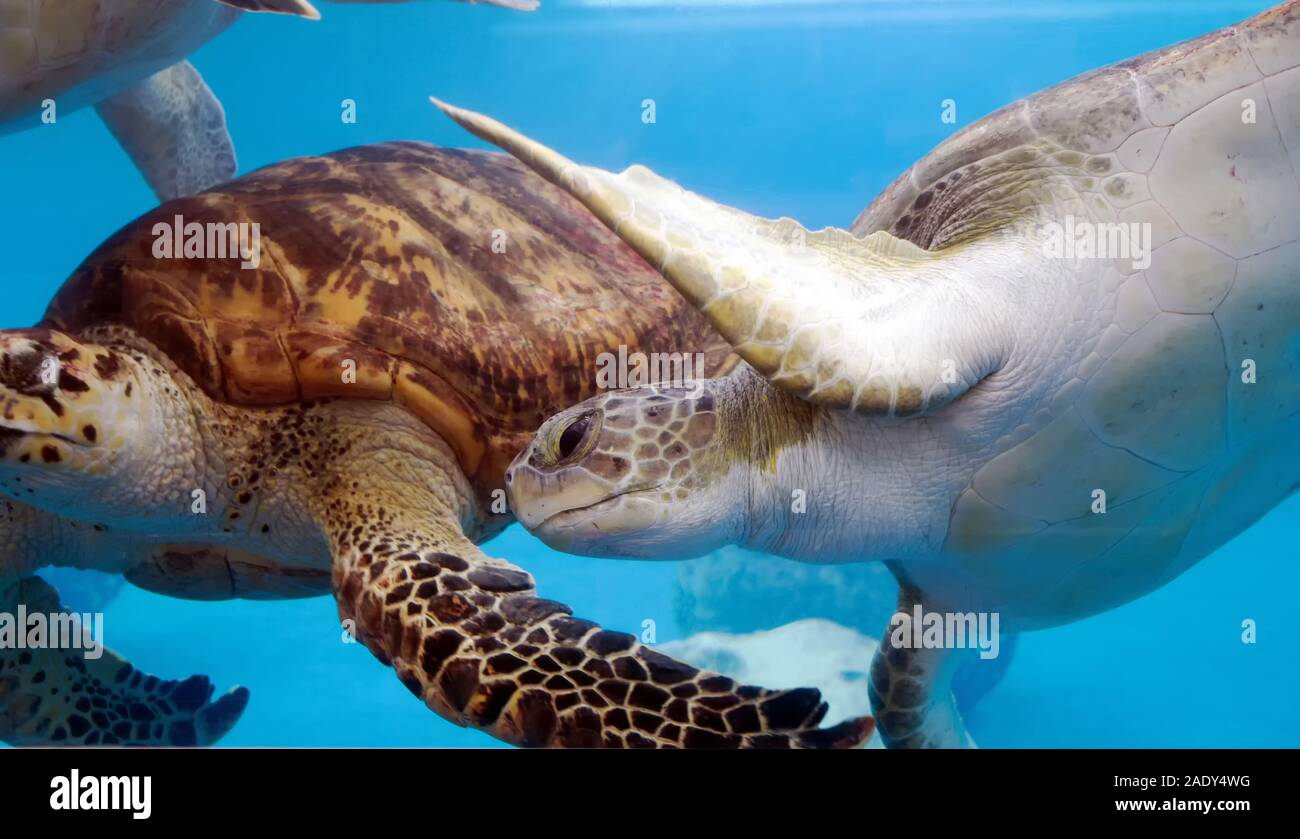 Close up of sea turtles swimming in a tank at the Texas State Aquarium in Corpus Christi, Texas USA. Stock Photo