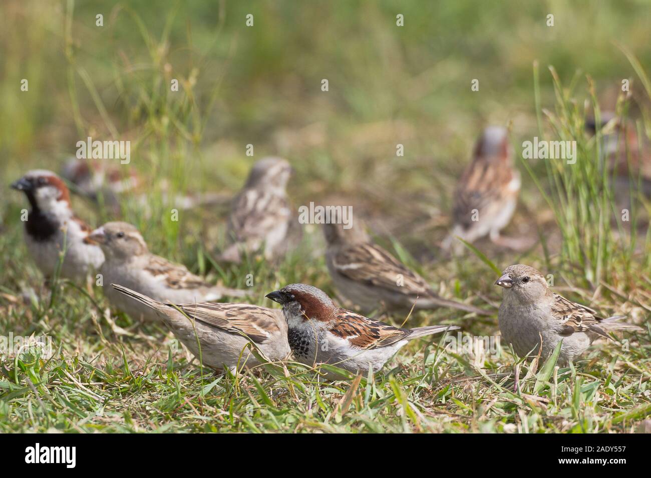 Gang of boisterous sparrows searching for seeds in the grass. #2 Stock Photo