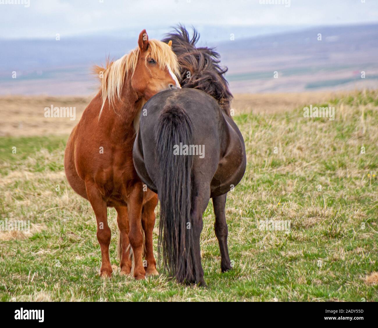 Two horses grooming each other hires stock photography and images Alamy