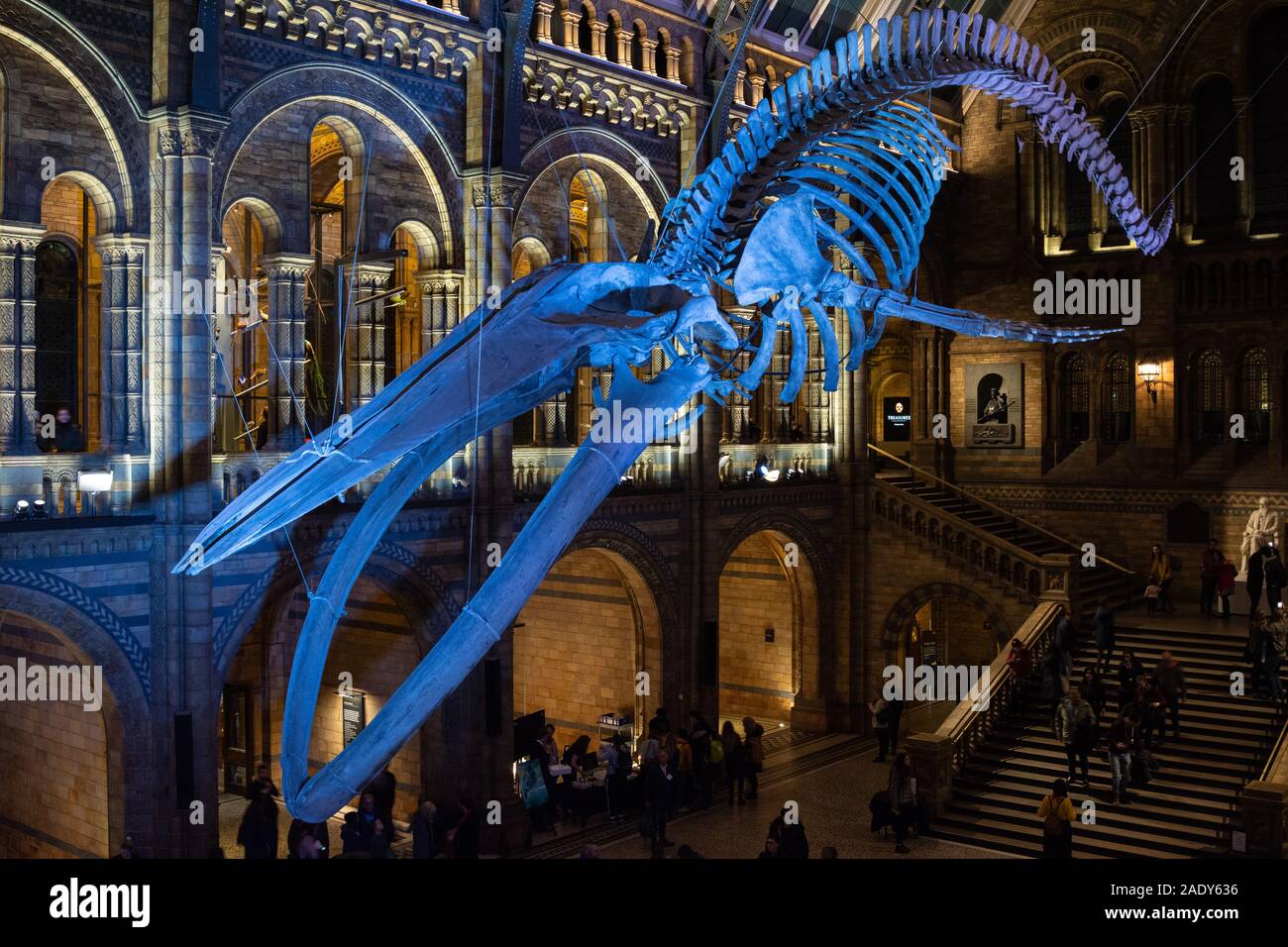 Natural History Museum, London, UK 29th November 2019. A view of the Hope, the Blue Whale skeleton which hangs in the Hintze Hall during a Natural History Museum late night opening. The opening was themed around the new David Attenborough nature documentary 'Seven worlds, one planet' and visitors were able to meet scientists and filmmakers who worked on the series. Stock Photo