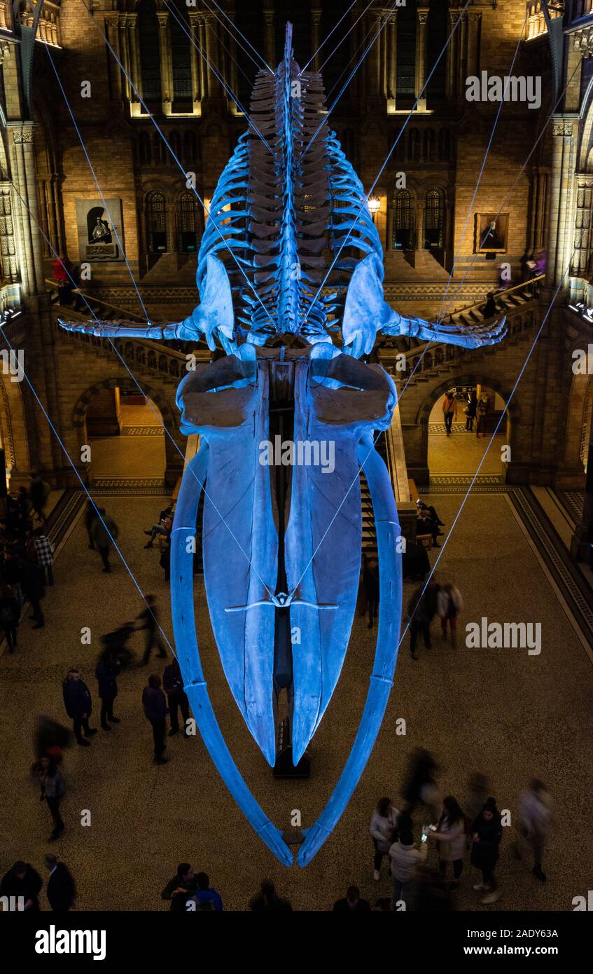Natural History Museum, London, UK 29th November 2019. A view of the Hope, the Blue Whale skeleton which hangs in the Hintze Hall during a Natural History Museum late night opening. The opening was themed around the new David Attenborough nature documentary 'Seven worlds, one planet' and visitors were able to meet scientists and filmmakers who worked on the series. Stock Photo