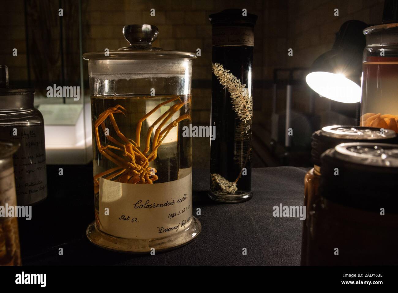 Natural History Museum, London, UK 29th November 2019. Bottled specimens on display during a Natural History Museum late night opening. These sea creatures were collected in Antartic waters. The late opening of the museum was themed around the new David Attenborough nature documentary 'Seven worlds, one planet' and visitors were able to meet scientists and filmmakers who worked on the series. These vintage specimens of preserved sea creatures were collected from Antartic seas on an expedition on board the Discovery, the ship Scott sailed in to the Antartic. Stock Photo