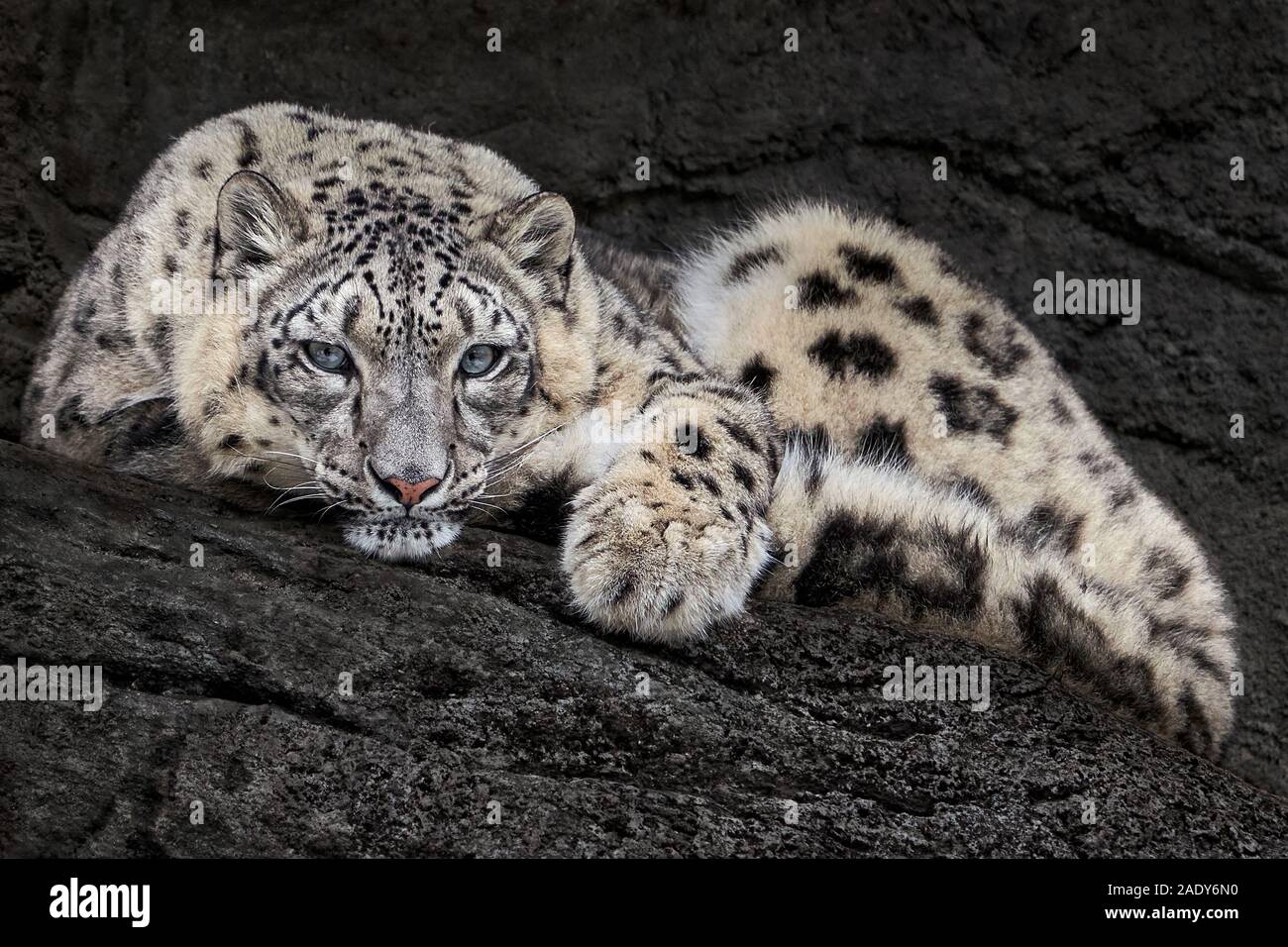 Frontal Portrait of Snow Leopard Resting on a Rock Ledge Stock Photo