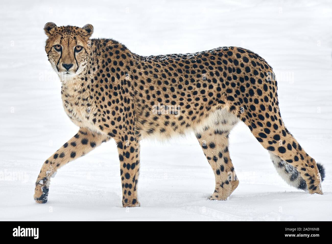 Cheetah Making Eye Contact While Walking in Snow Stock Photo