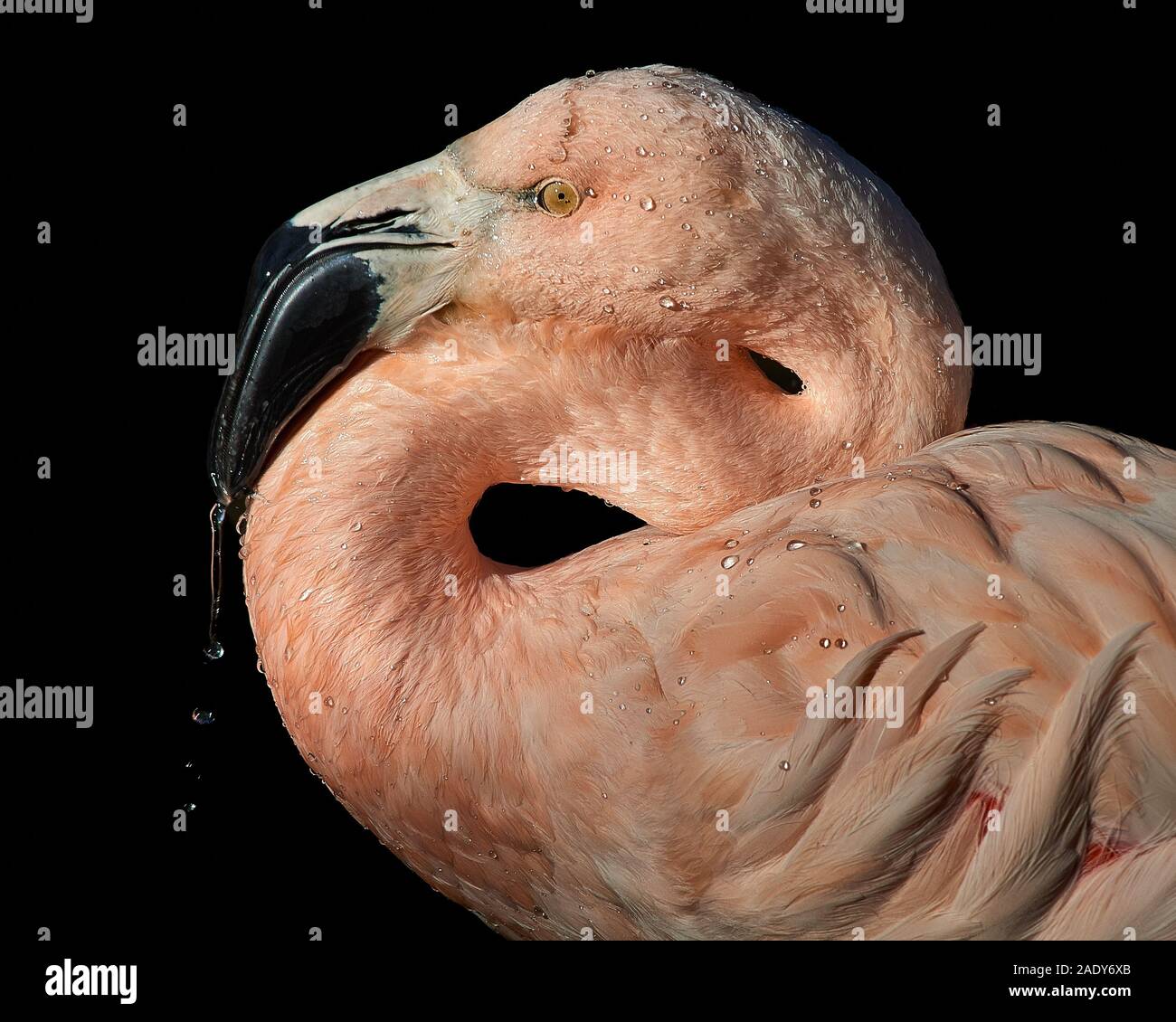 Profile Portrait of Chilean Flamingo Against Black Background Stock Photo