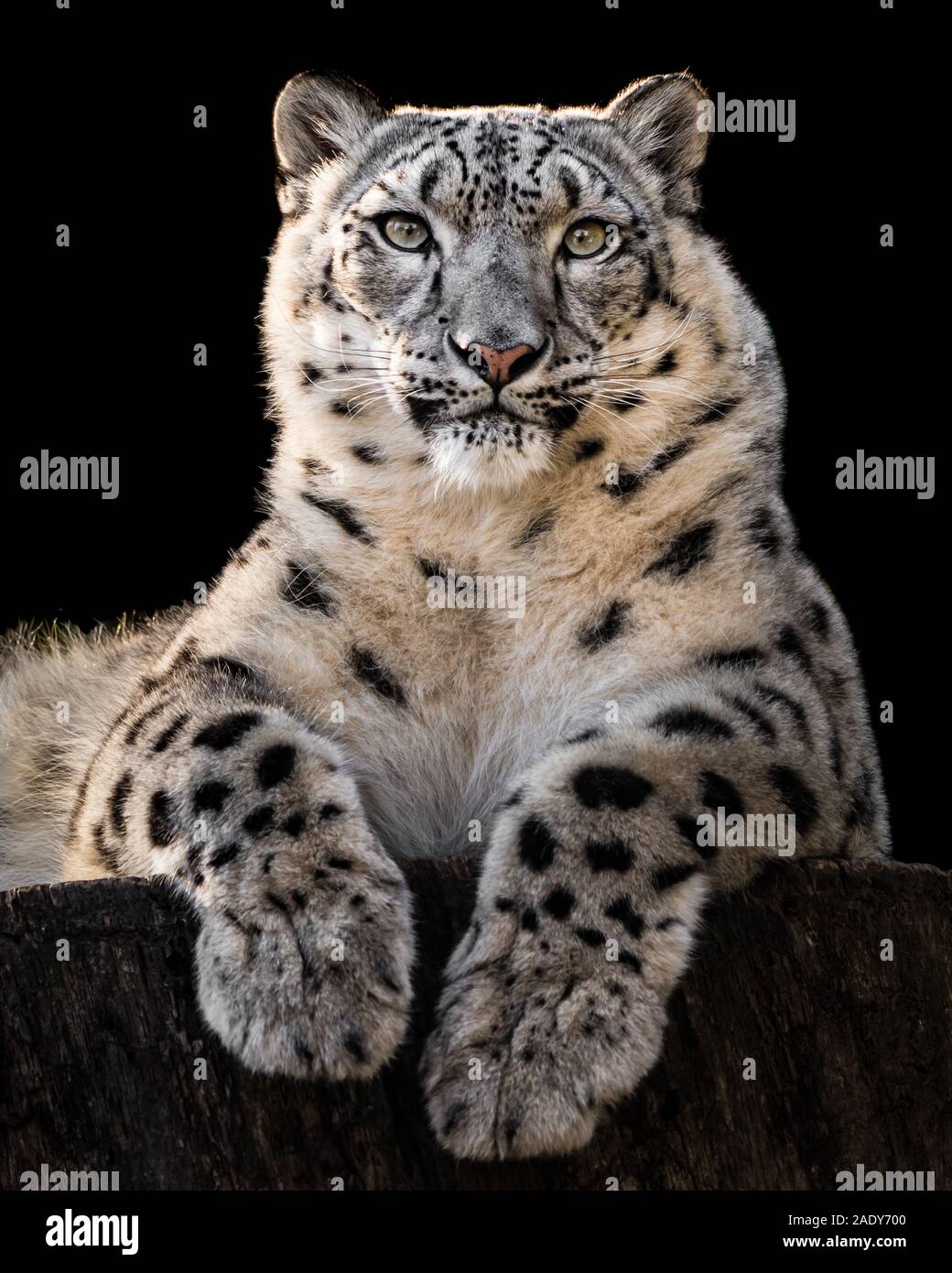Frontal Portrait of Snow Leopard Against Black Background Stock Photo