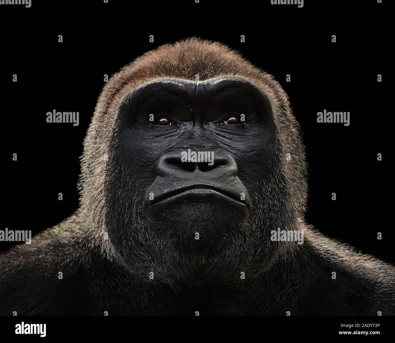 Frontal Portrait of a Western Lowland Gorilla Against a Black Background Stock Photo