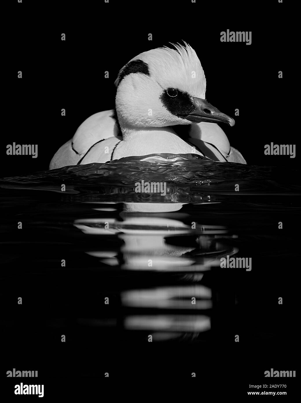 Smew Floating in Water Against a Black Background Stock Photo