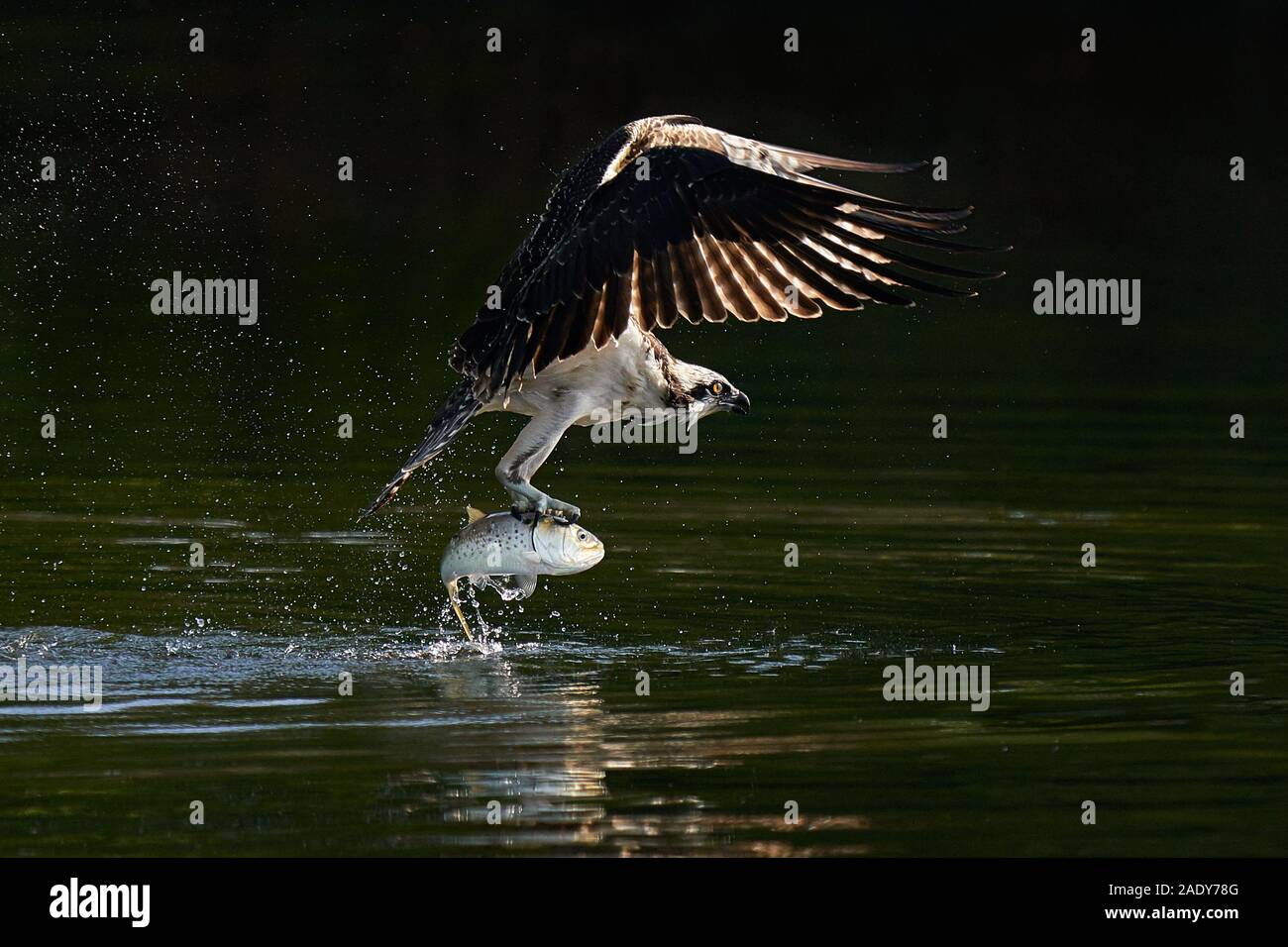 Osprey in Flight Taking Off From Water After Catching a Menhaden Fish Stock Photo