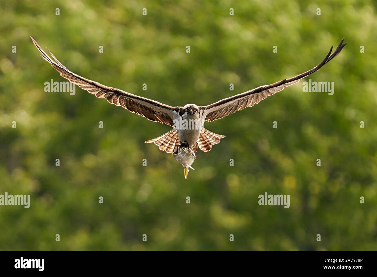Osprey in Flight After Catching a Menhaden Fish Stock Photo