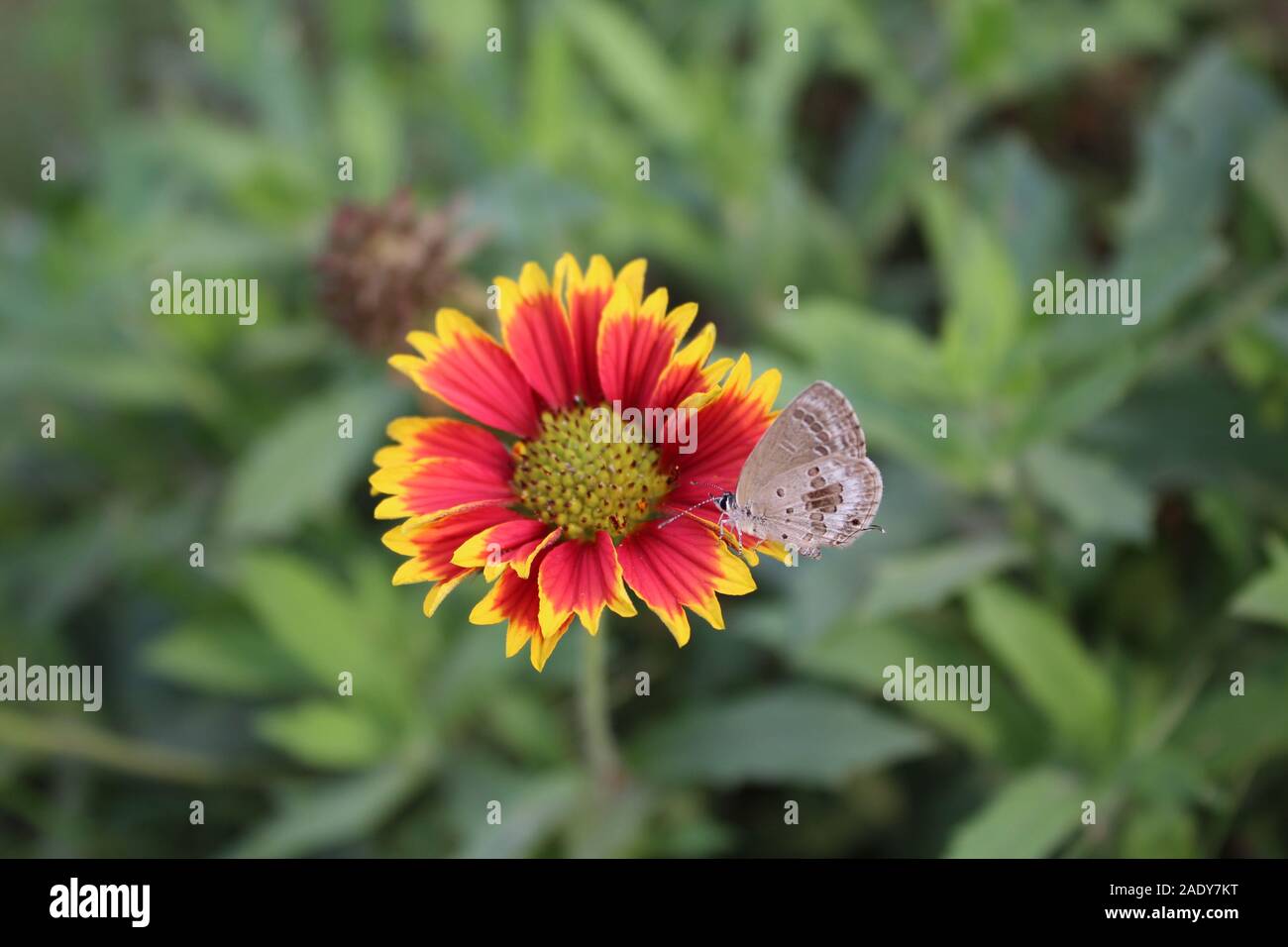 Beautiful Nature, Butterfly on Firewheel flower Stock Photo