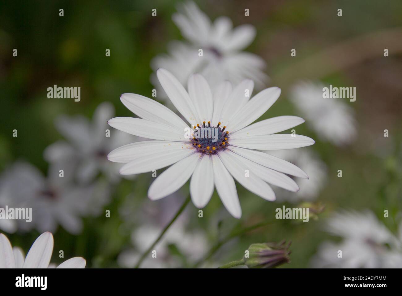 White African Daisy close up. Stock Photo