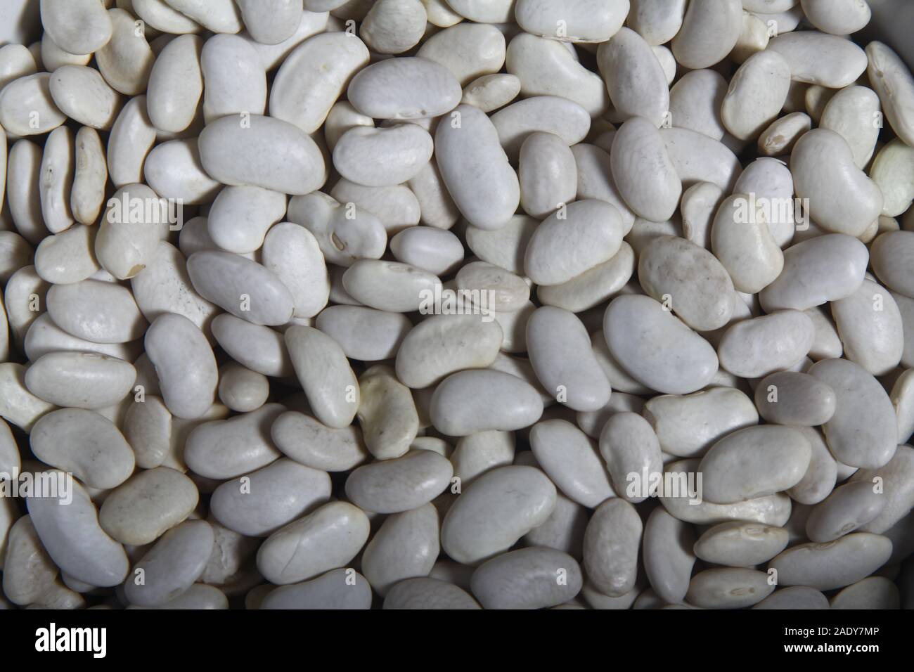 Closeup of lots of white beans, also called navy bean, haricot or