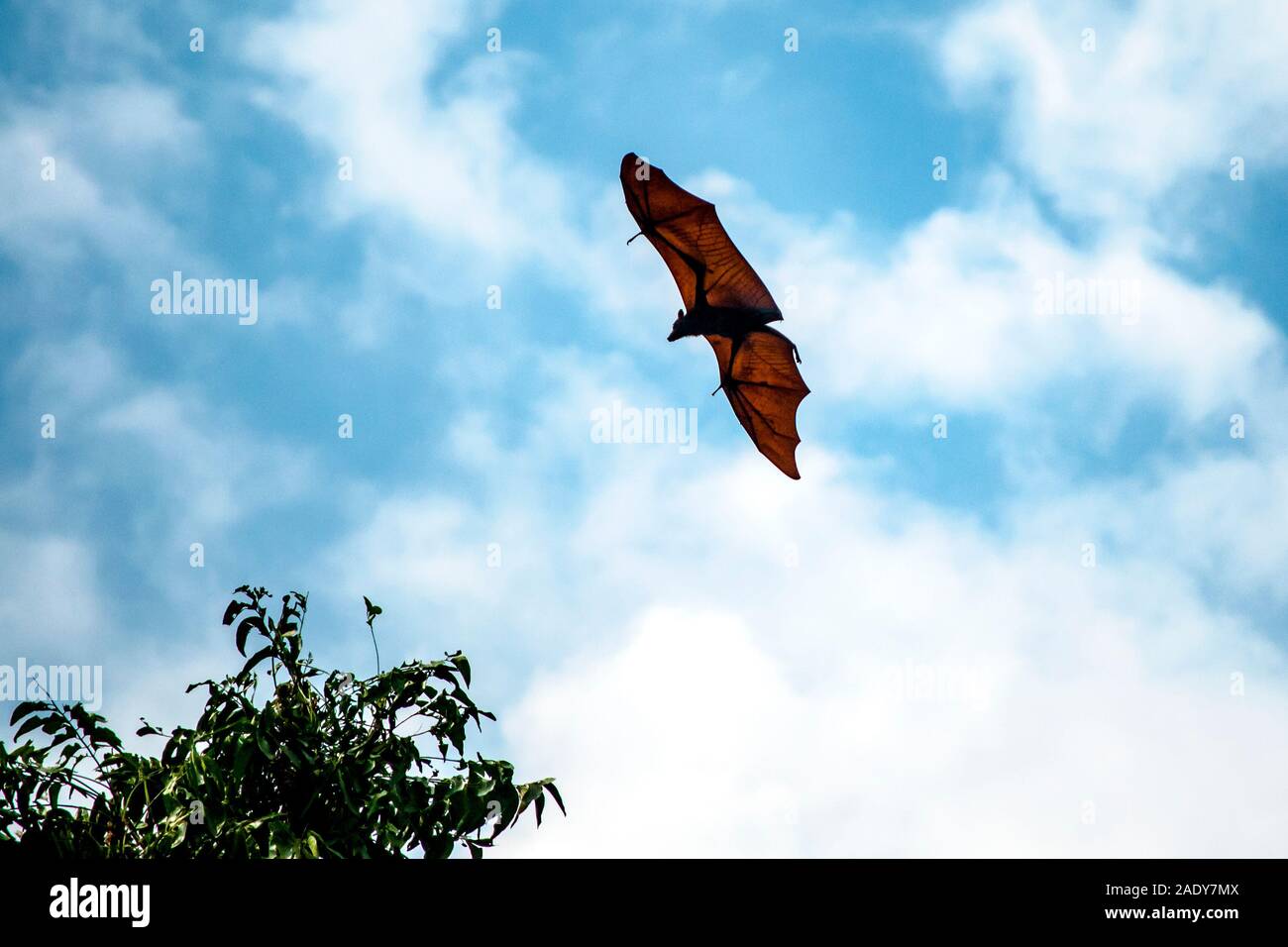 Giant fruit bat spreads its wings flying through sky towards tree branch Stock Photo