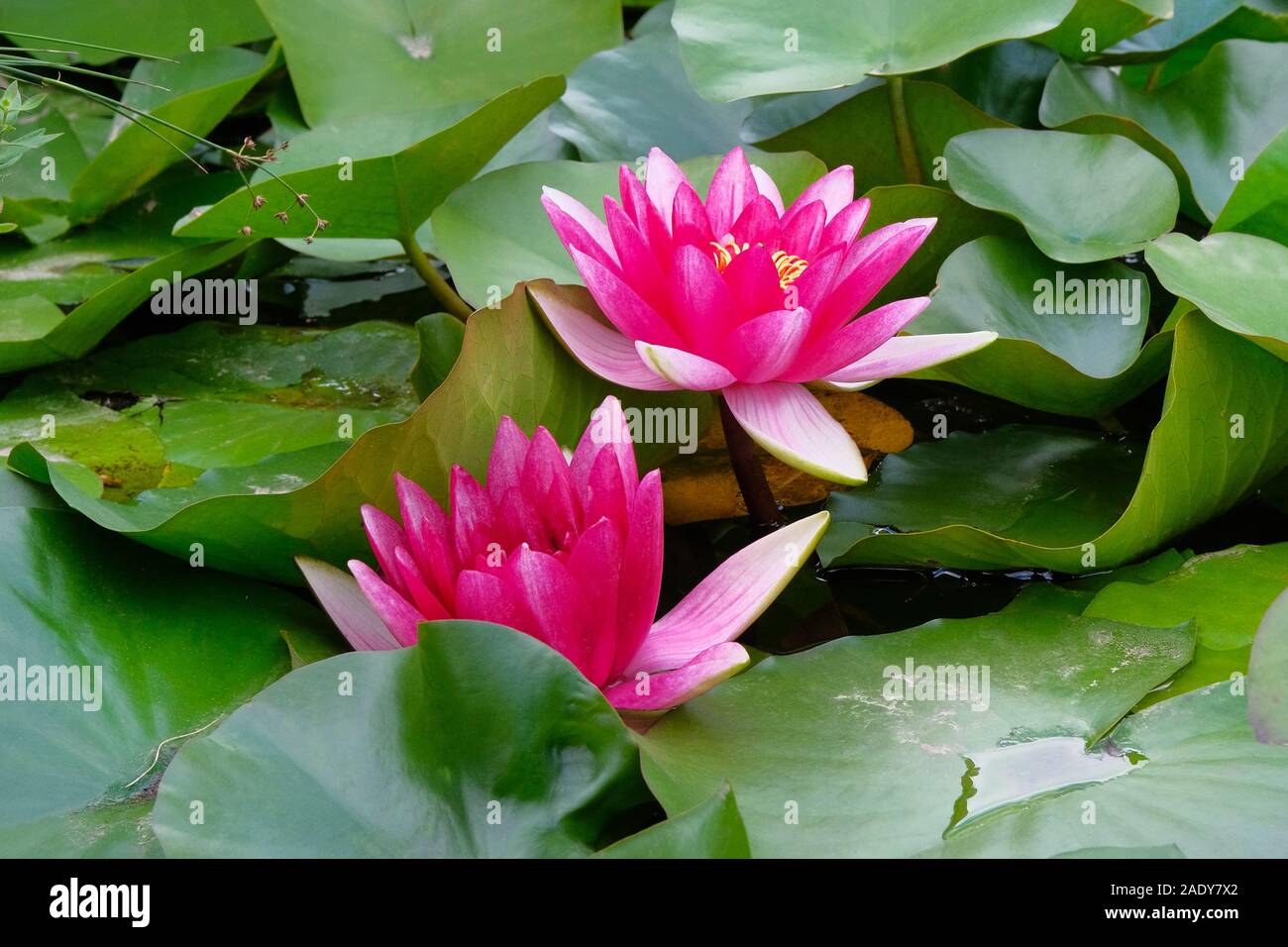 Violet lotus flower in pond. Purple Lily flower in artificial pond are blooming. Flowers for the Buddha. Landscape design. Stock Photo
