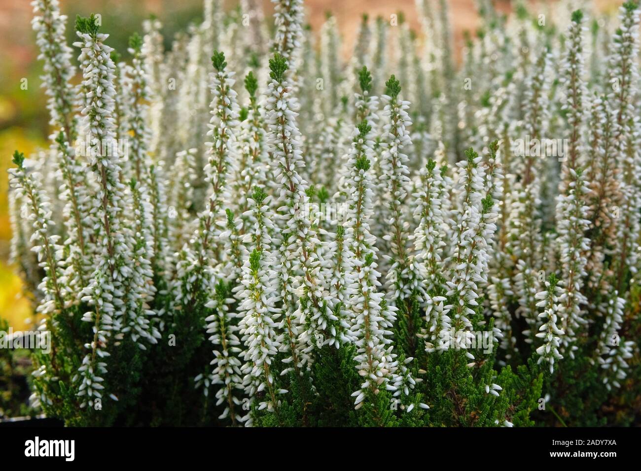 White heather bushes in pots in garden store. Bright flowers for landscape design. Heather bushes close up. Stock Photo