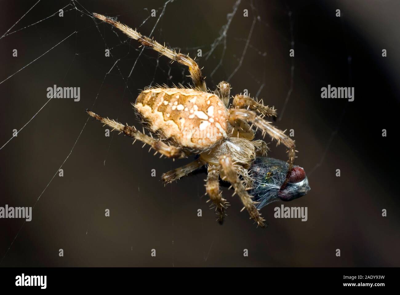 Garden Spider Stock Photo