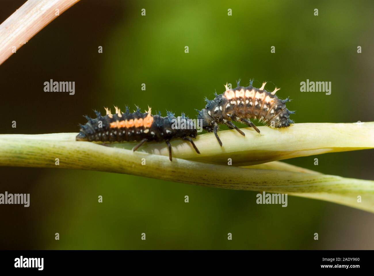 Harlequin Ladybird Larvae Stock Photo