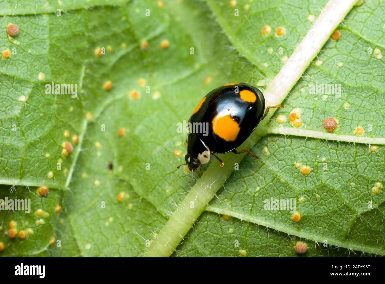 Harlequin Ladybird Stock Photo