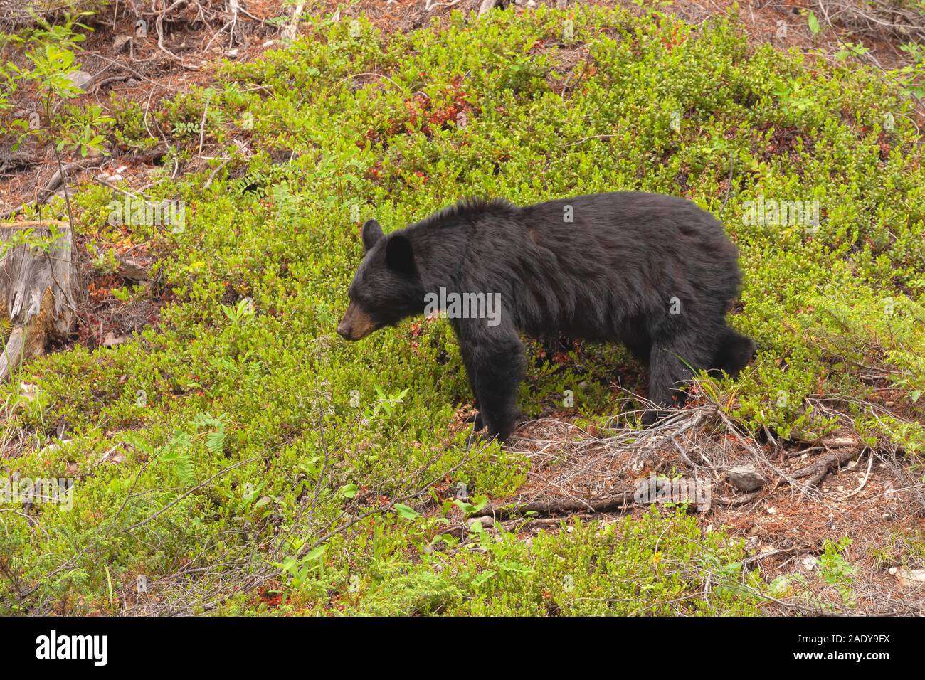 American black bear ( Ursus americanus), Banff National Park, Alberta, Canada Stock Photo
