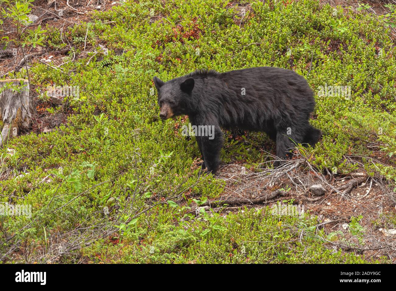American black bear ( Ursus americanus), Banff National Park, Alberta, Canada Stock Photo