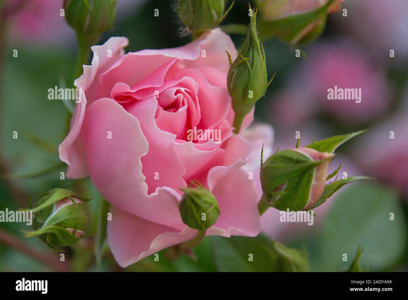 Beautiful pink rose in park garden. Stock Photo