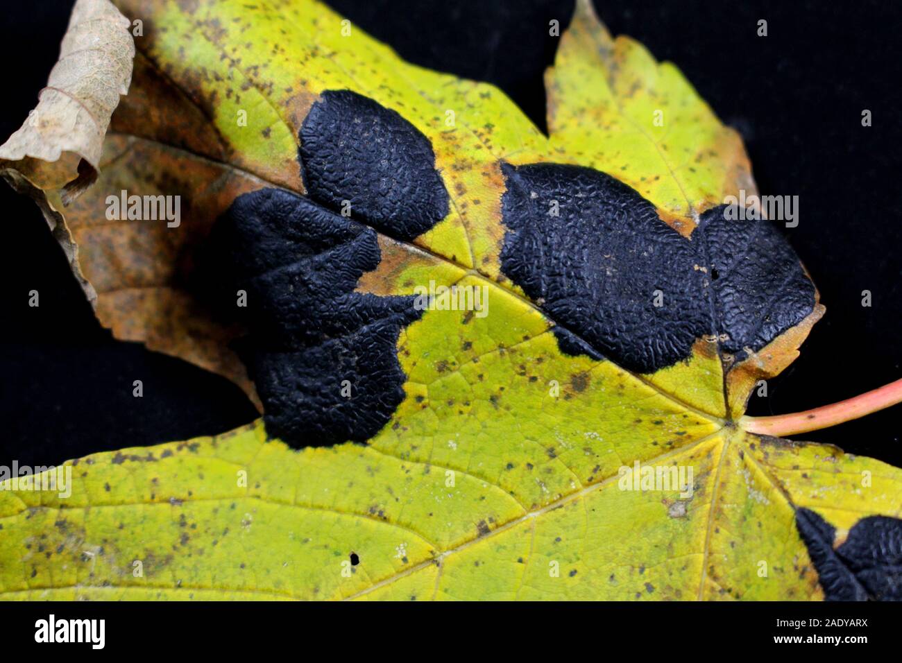 Close up of maple leaf with maple wrinkled scab also called Tar Spot. It is caused by a fungus called Rhytisma acerinum. In german it is called ahorn Stock Photo