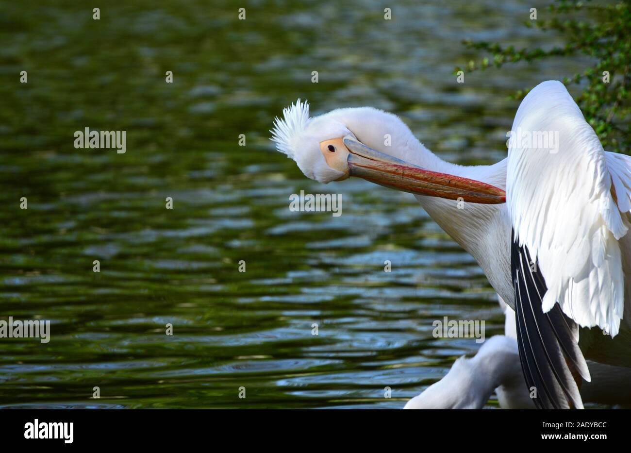 Great white pelican (Pelecanus onocrotalus)cleaning its feathers at St. James Park Stock Photo
