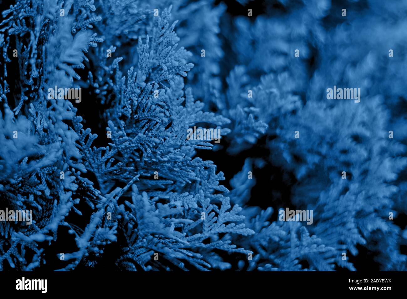 Closeup of Beautiful blue christmas leaves of Thuja trees on black background. Color trend concept 2020. Stock Photo