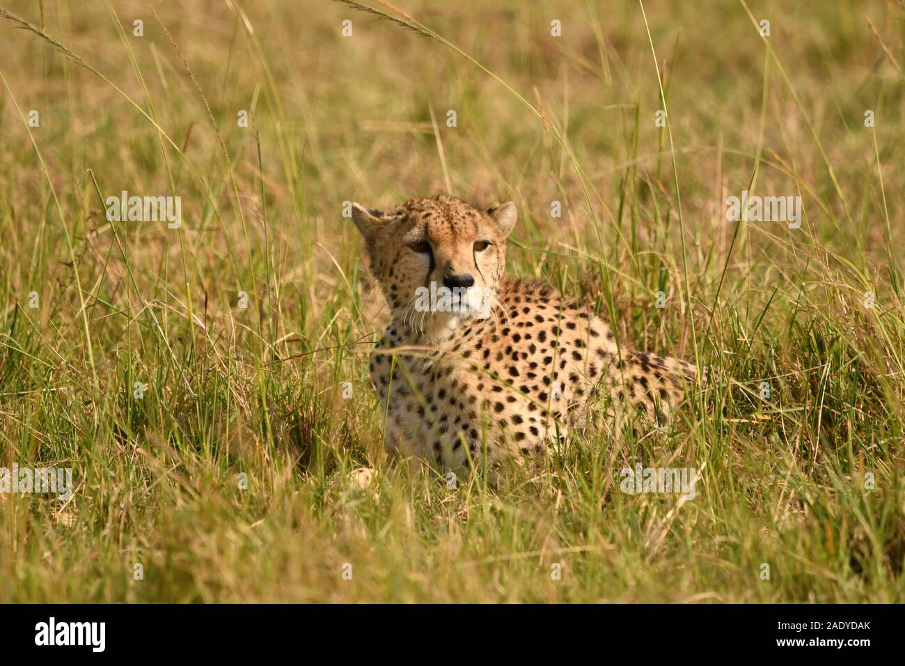 A Female Cheetah in Kenya's Masai Mara showing off her beautiful face having been disturbed by some unfamiliar sound Stock Photo