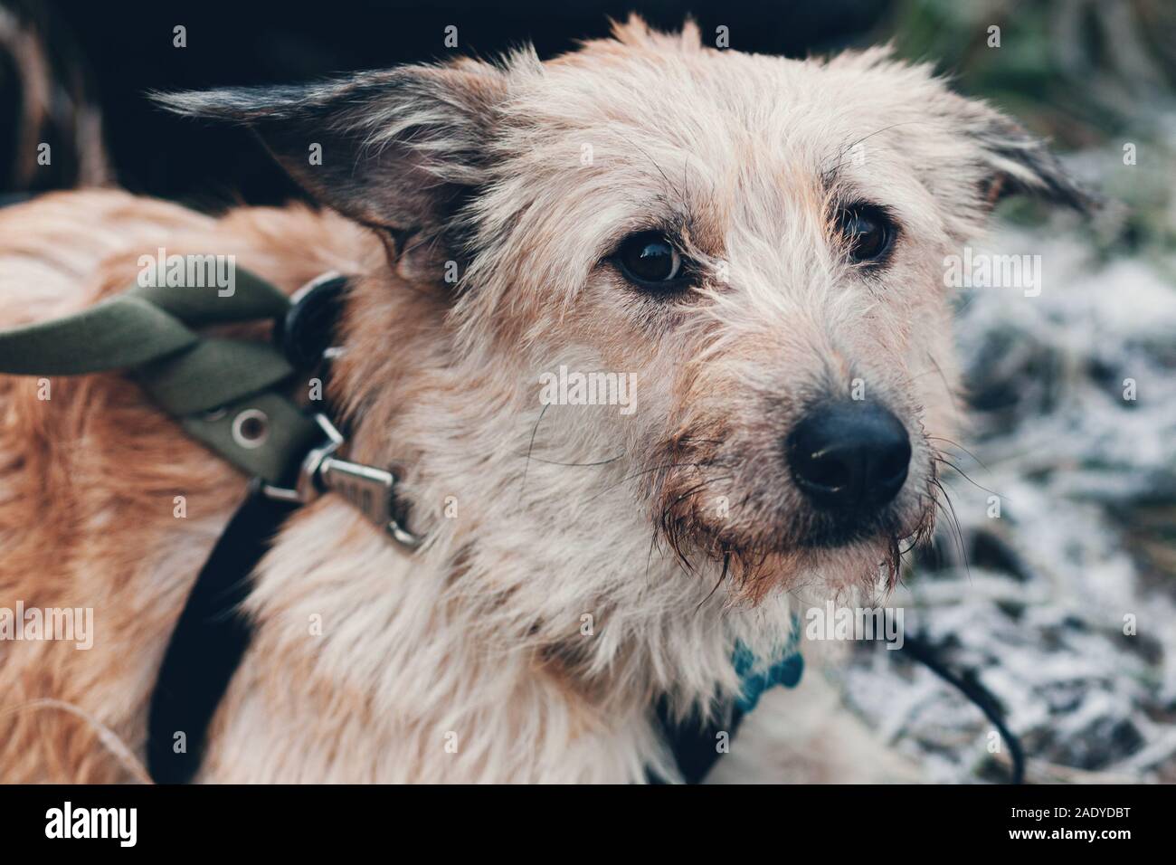 Portrait of a purebred dog on a walk with a mournful look Stock Photo ...