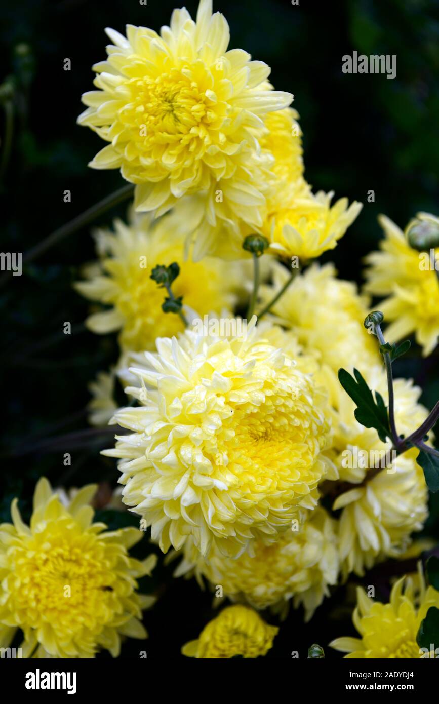 Chrysanthemum Oliver,yellow flowers,compound capitulum,inflorescence,mums,chrysanths, blooms, blooming, flowering,RM Floral Stock Photo