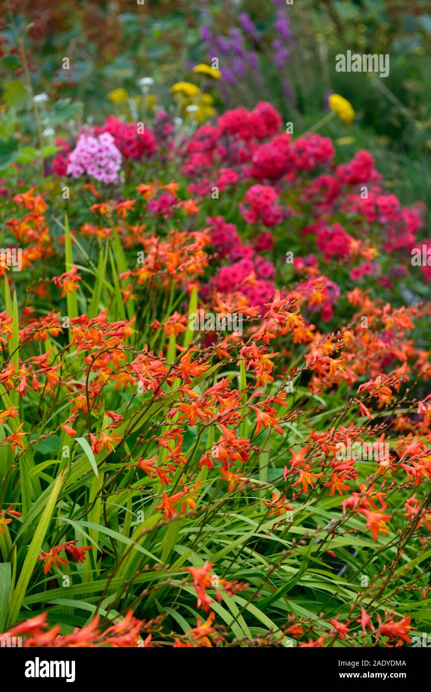 paniculata garden photography and images - Alamy