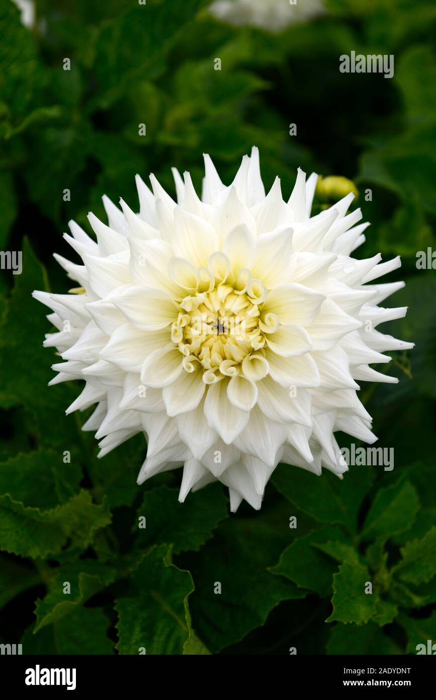 dahlia anne branigan,semi cactus,white,flower,flowers,flowering,dahlias,perennial tuber,tuberous plant,RM Floral Stock Photo