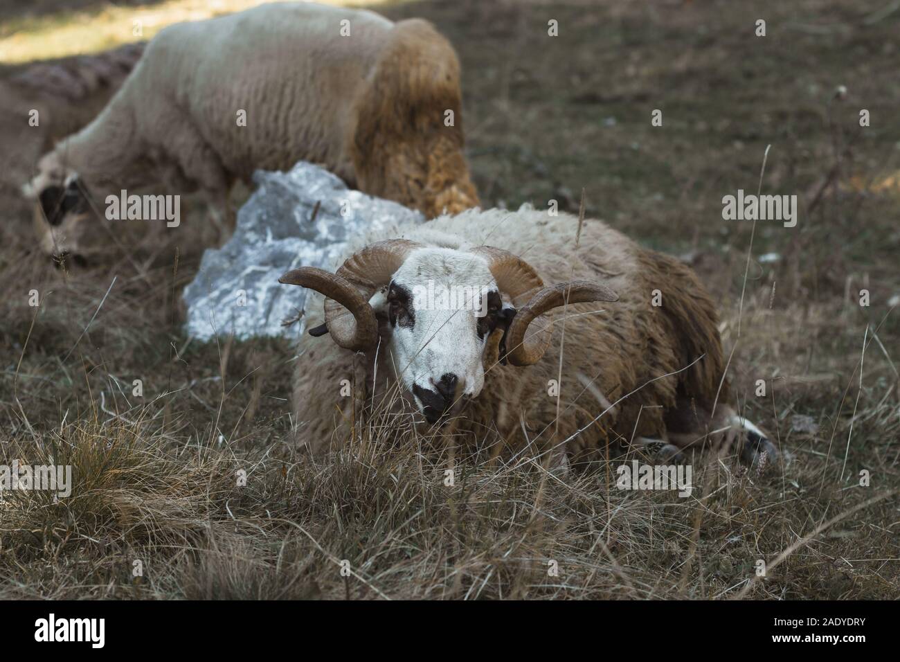Ram eating hi-res stock photography and images - Alamy