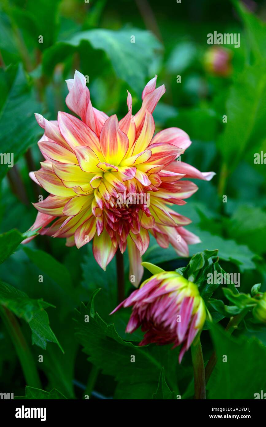 dahlia firebird,semi cactus,yellow red tipped,flower,flowers,flowering,dahlias,perennial tuber,tuberous plant,RM Floral Stock Photo