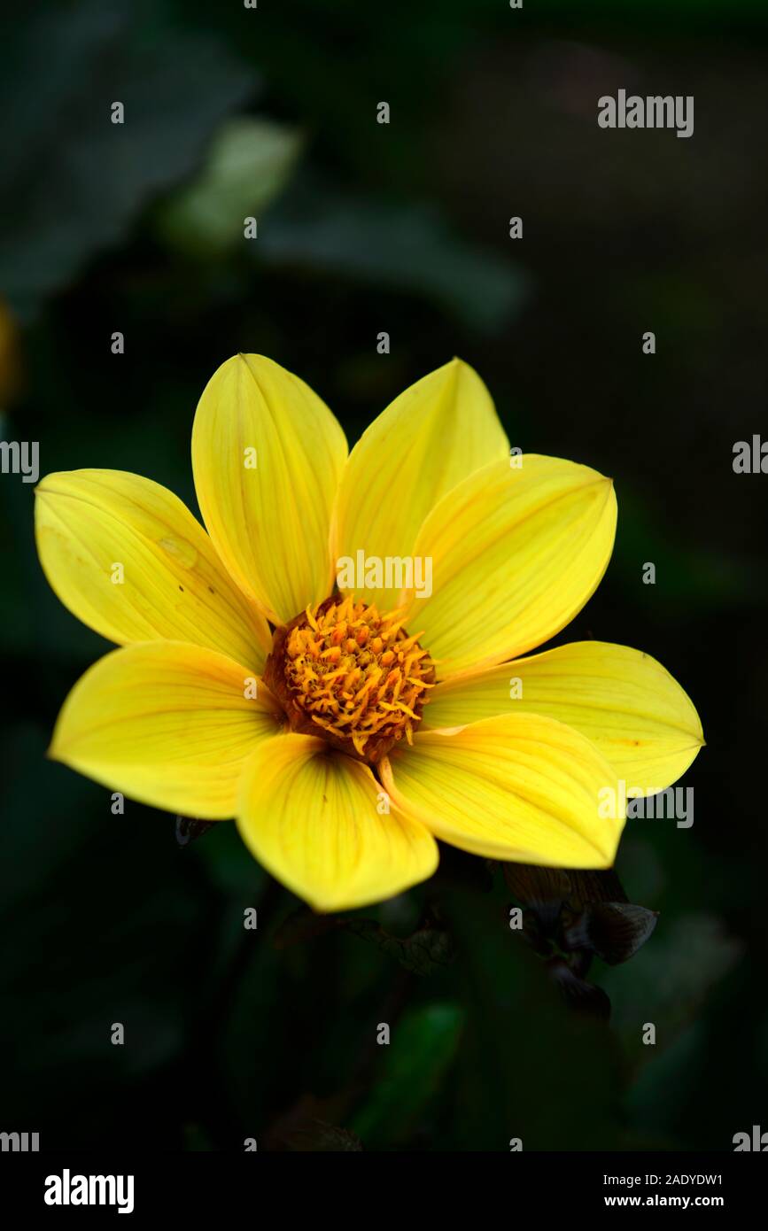 dahlia happy,single dahlias,dwarf dahlia,yellow flower,flowers,flowering,RM Floral Stock Photo