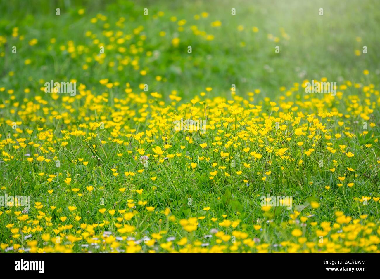 Green meadow with yellow wildflowers in the sunlight. Nature background ...