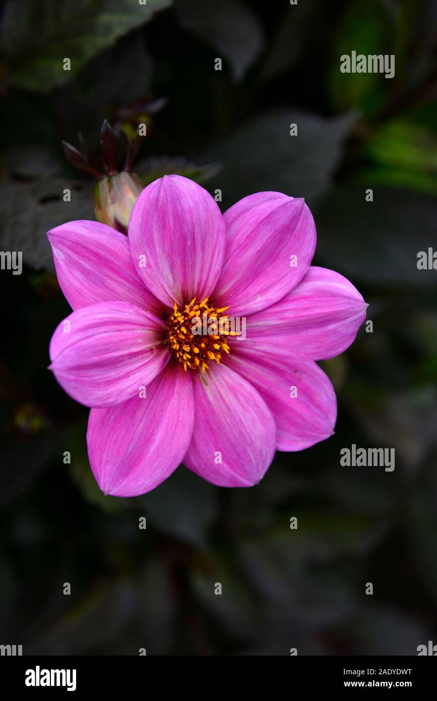Dahlia happy single juliet hi-res stock photography and images - Alamy