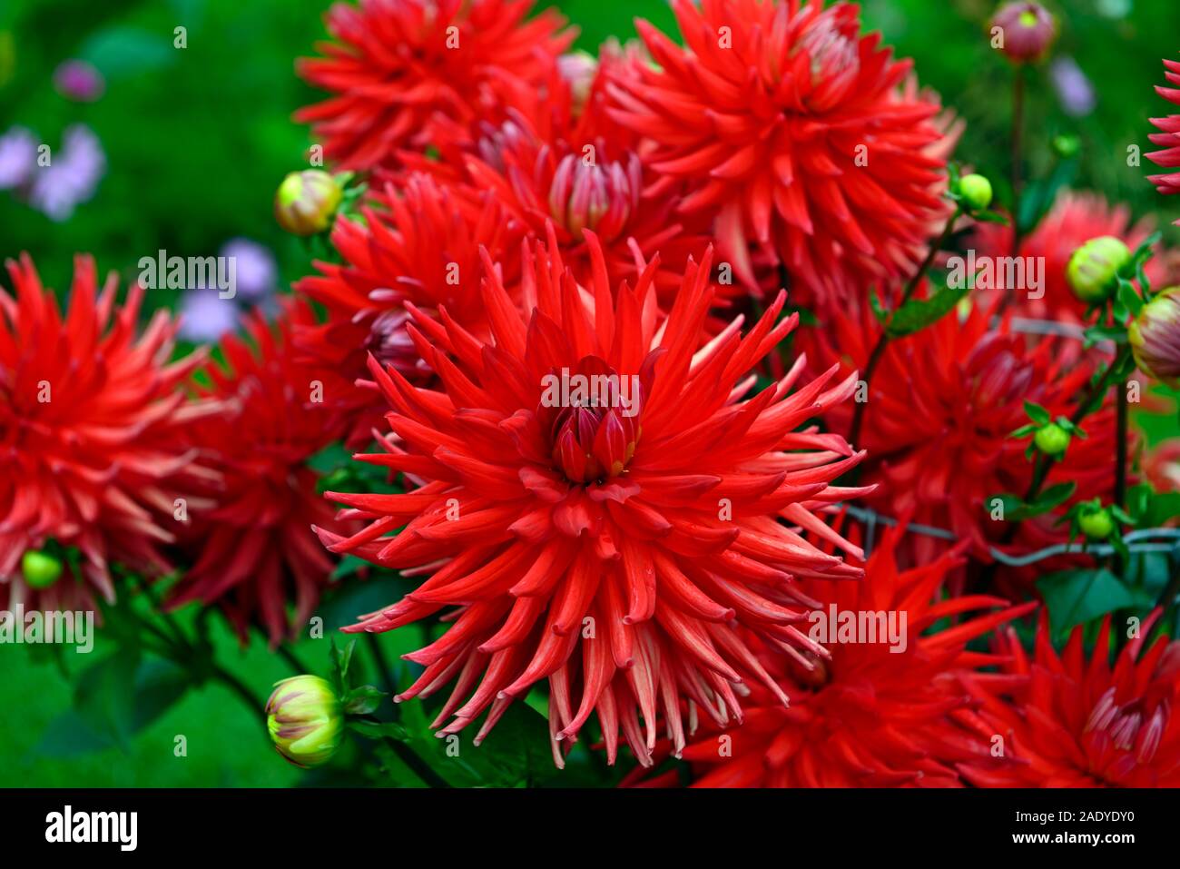 dahlia jim brannigan,semi cactus,type,variety,hybrid,red,flower,flowers,flowering,RM Floral Stock Photo